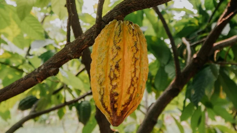 Crystal Cacao® Awake – Organic